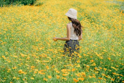 ทุ่งดอกคอสมอส สวนรถไฟ งดงามเหลืองอร่าม บานสะพรั่ง