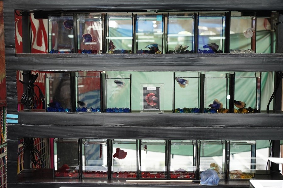 งานเกษตรแฟร์ 2566 มีอะไรน่ากิน น่าช้อป ของเด็ดๆ เพียบ!!