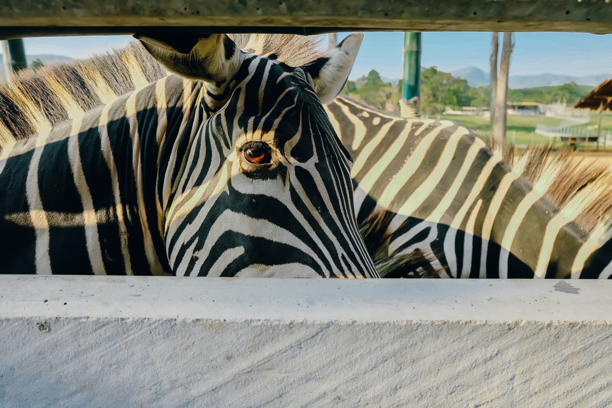 หนาวนี้พาลูกแอ่ว สิงห์ปาร์ค เชียงราย ดีต่อใจ ไฉไลกว่าเดิม