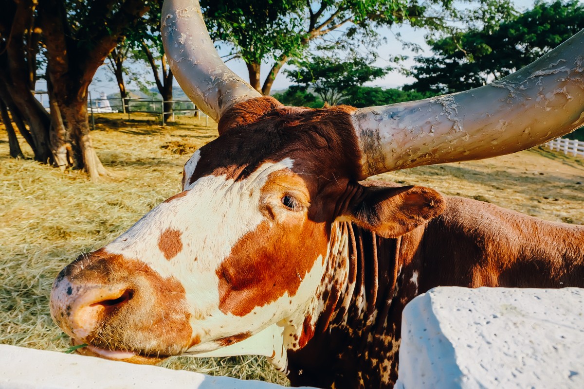 หนาวนี้พาลูกแอ่ว สิงห์ปาร์ค เชียงราย ดีต่อใจ ไฉไลกว่าเดิม