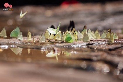 เทศกาลชมผีเสื้อ อุทยานแห่งชาติปางสีดา จังหวัดสระแก้ว