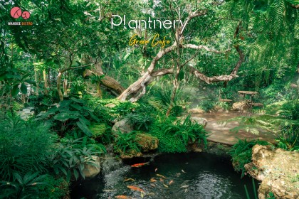 Plantnery Green คาเฟ่ฟีลสวนป่า แจ้งวัฒนะ-เมืองทอง คาเฟ่ใกล้อิมแพคเมืองทองธานี