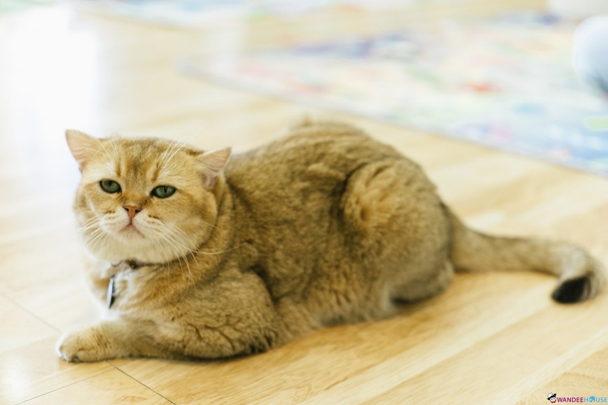 Play With Cat Cafe @นครปฐม คาเฟ่น้องเหมียว โดนใจทาสแมว Play With Cat Cafe @นครปฐม คาเฟ่น้องเหมียว โดนใจทาสแมว