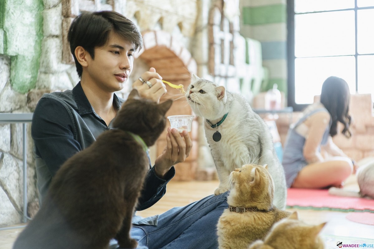 Play With Cat Cafe @นครปฐม คาเฟ่น้องเหมียว โดนใจทาสแมว Play With Cat Cafe @นครปฐม คาเฟ่น้องเหมียว โดนใจทาสแมว