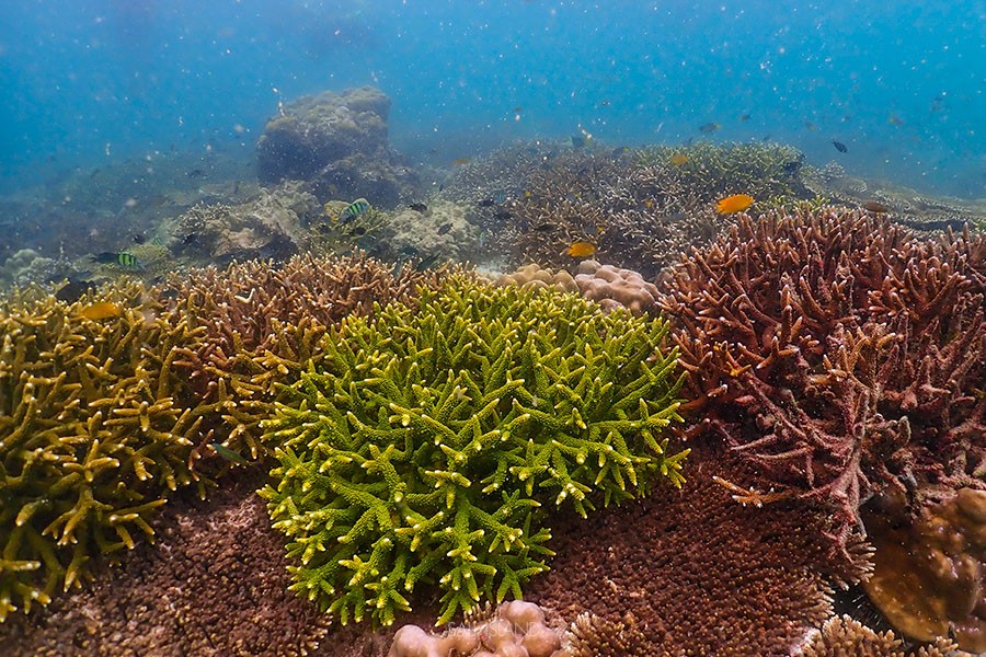 เกาะซาลิ (Sali Island)​ มัลดีฟส์แห่งทะเลพม่า ไปสะบัดผ้าถ่ายรูปกัน