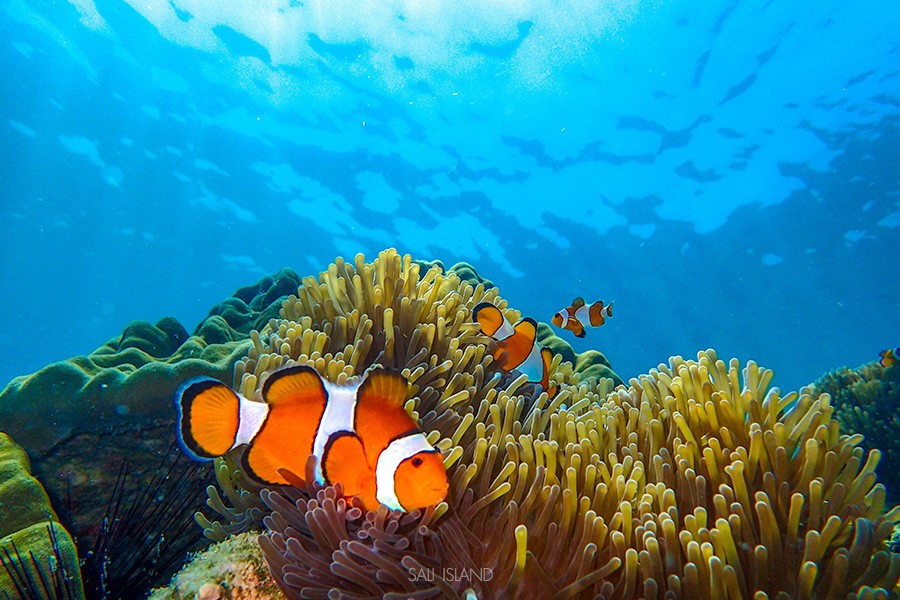 เกาะซาลิ (Sali Island)​ มัลดีฟส์แห่งทะเลพม่า ไปสะบัดผ้าถ่ายรูปกัน