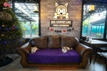 คาเฟ่สุนัข DOG COUNTRY CAFE ที่มีน้องหมา แมว กระต่าย บนพื้นที่ 3 ไร่