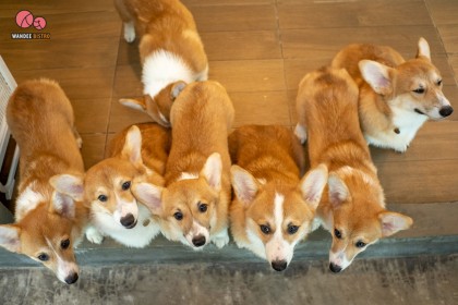 Corgi in the Garden คาเฟ่คอร์กี้ รับพลังความสุขและความน่ารักจากน้องหมาขาสั้น 