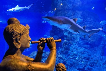 ซีไลฟ์ แบงคอก Shark Life’s Campaign ครั้งแรกในรอบ 10 ปี นำเข้าฉลามใหม่ 8 ตัว!