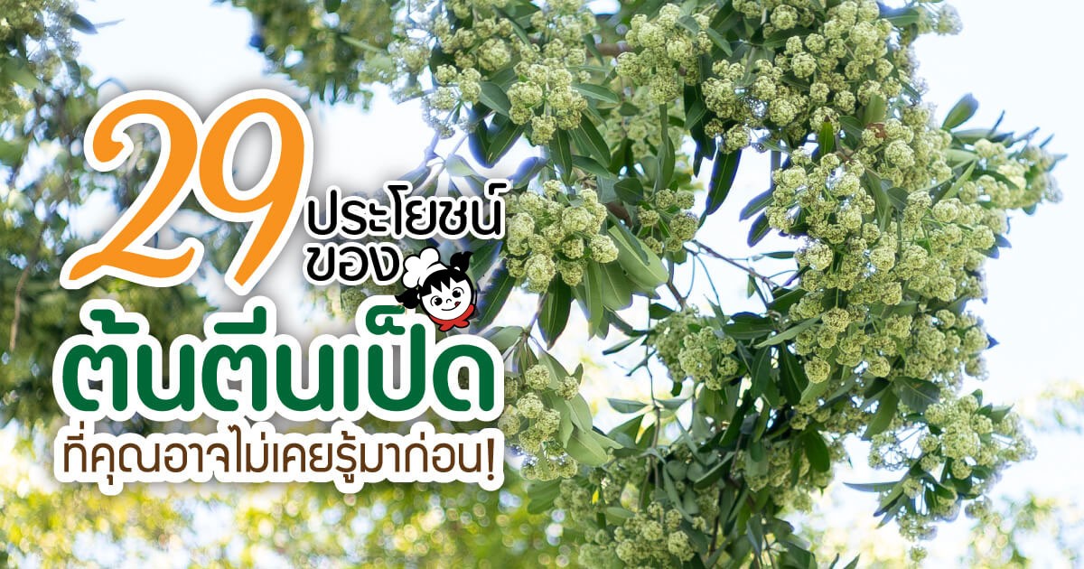 29 ประโยชน์ ของต้นตีนเป็ด ที่คุณอาจไม่เคยรู้มาก่อน!
