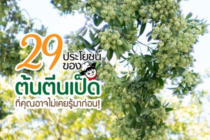 29 ประโยชน์ ของต้นตีนเป็ด ที่คุณอาจไม่เคยรู้มาก่อน!