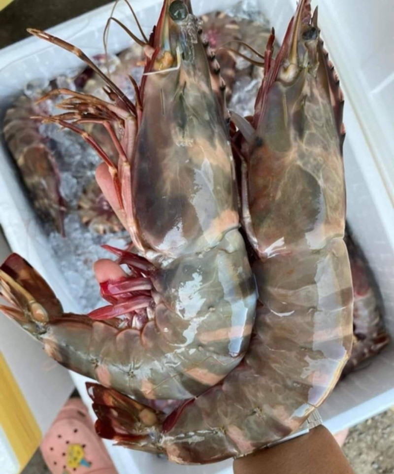 คนรักอาหารทะเลห้ามพลาด! เทศกาลอาหาร DUEL DISTRICT “ซีฟู้ดชาวประมง” VS “ซีฟู้ดภัตตาคาร”