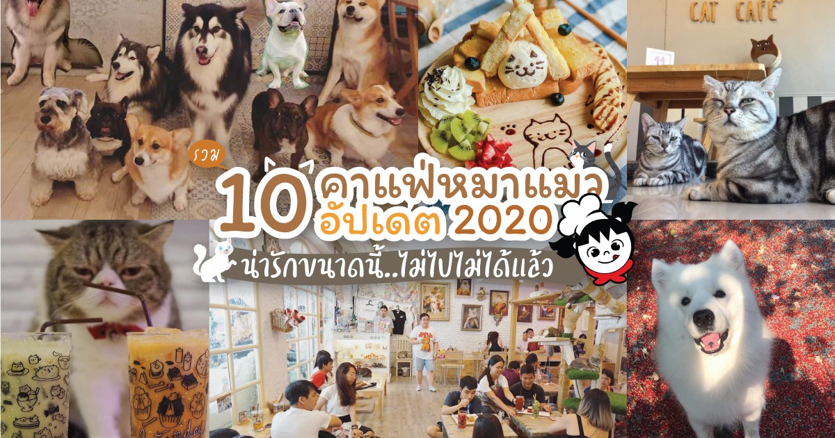รวม 10 คาแฟ่หมาแมว อัปเดต 2020 น่ารักขนาดนี้..ไม่ไปไม่ได้แล้ว