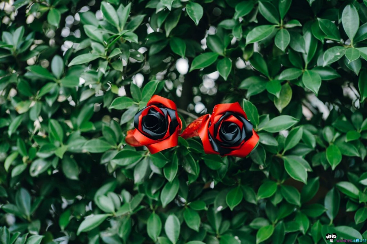 ดอกกุหลาบ D.I.Y ของขวัญวาเลนไทน์สำหรับคนพิเศษ