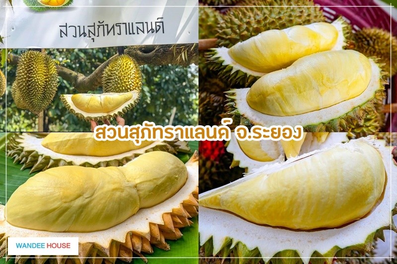 สายทุเรียนเตรียมตัว รวม 8 สวนทุเรียนบุฟเฟ่ต์ กินฟินๆ อิ่มจนจุก