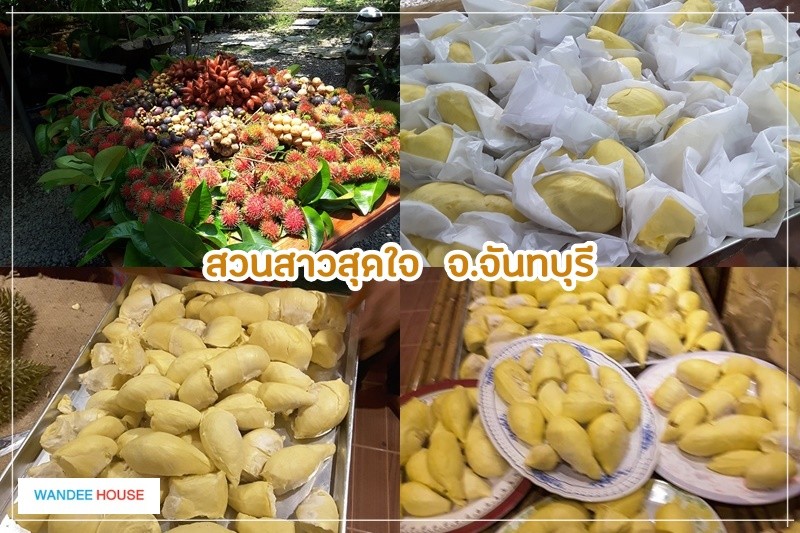 สายทุเรียนเตรียมตัว รวม 8 สวนทุเรียนบุฟเฟ่ต์ กินฟินๆ อิ่มจนจุก