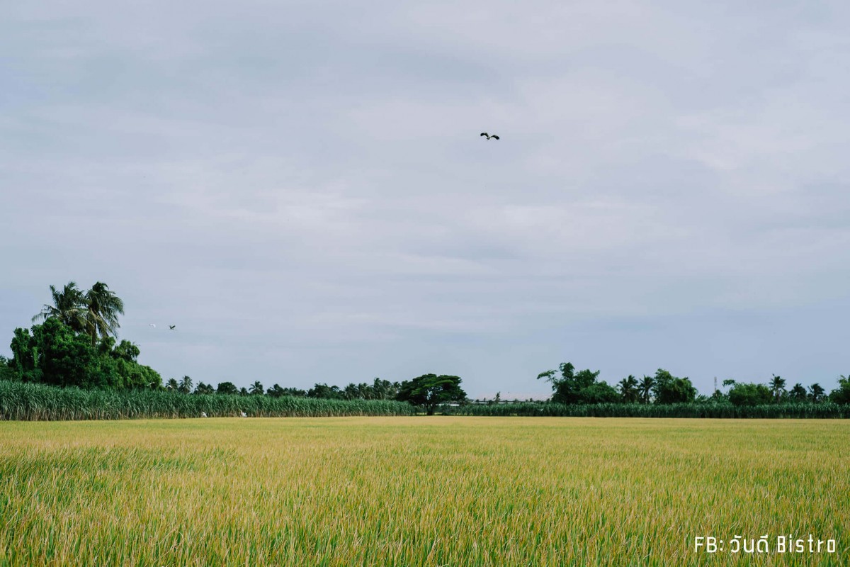 ChataThammachart (ชะตาธรรมชาติ) จิบน้ำพร้อมอาหารรสชาติดี ท่ามกลางทุ่งนาเขียวขจี นครปฐม