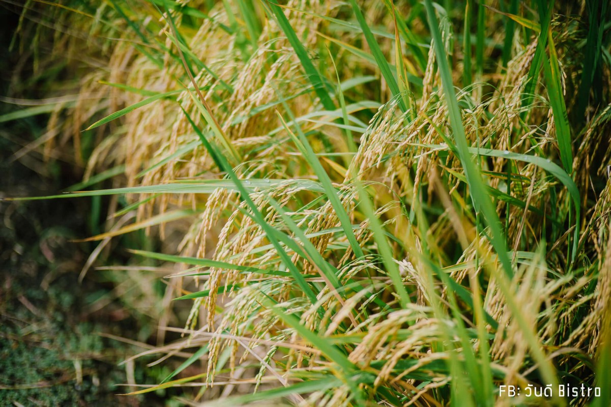 ChataThammachart (ชะตาธรรมชาติ) จิบน้ำพร้อมอาหารรสชาติดี ท่ามกลางทุ่งนาเขียวขจี นครปฐม