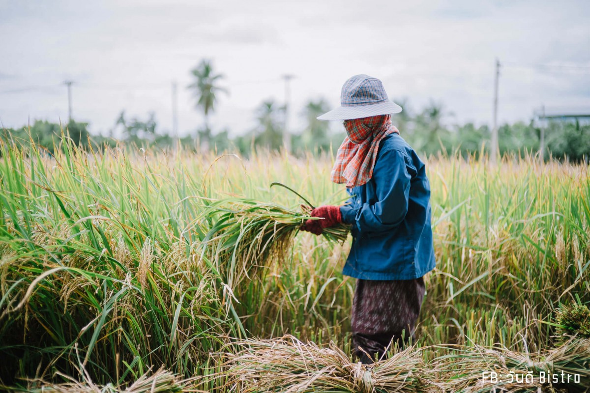 ChataThammachart (ชะตาธรรมชาติ) จิบน้ำพร้อมอาหารรสชาติดี ท่ามกลางทุ่งนาเขียวขจี นครปฐม
