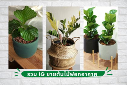 รวมร้านขายต้นไม้ฟอกอากาศ ปลูกได้ในบ้านในคอนโด เพิ่มมุมสดชื่นชิค ๆ กันดีกว่า