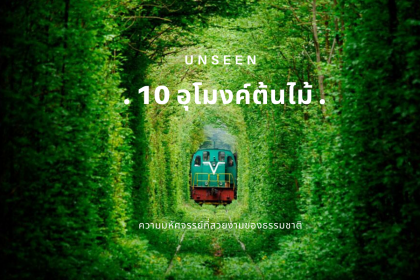 10 อุโมงค์ต้นไม้ทั่วโลก สวยงาม Unseen สุด ๆ 