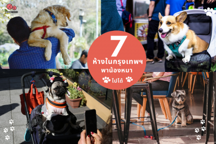 เช็คลิสต์ 7 ห้างในกรุงเทพฯ ที่พาน้องหมาไปเดินเล่นด้วยได้