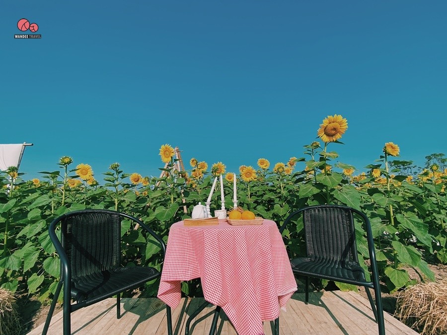 ทุ่งทานตะวัน บ้านไร่นายรุ่ง กาญจนบุรี จุดถ่ายรูปแห่งใหม่เปิดถึง 29 พ.ย.นี้