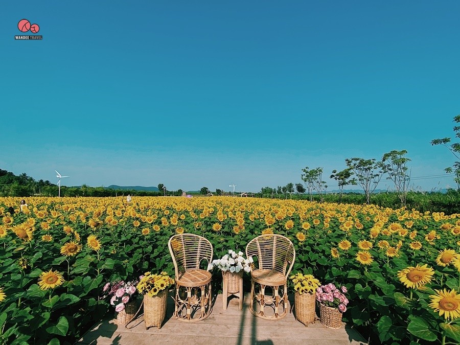 ทุ่งทานตะวัน บ้านไร่นายรุ่ง กาญจนบุรี จุดถ่ายรูปแห่งใหม่เปิดถึง 29 พ.ย.นี้