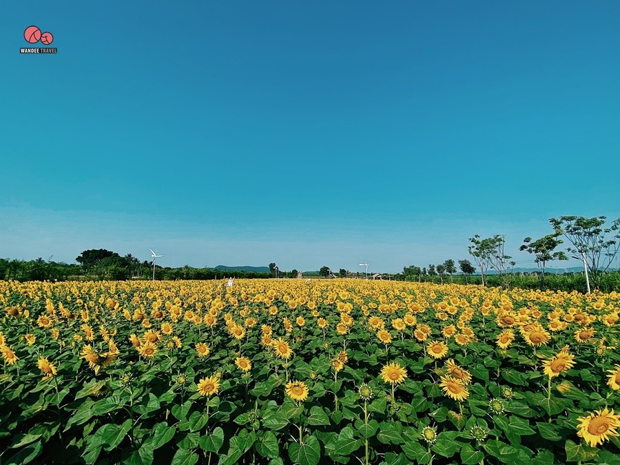 ทุ่งทานตะวัน บ้านไร่นายรุ่ง กาญจนบุรี จุดถ่ายรูปแห่งใหม่เปิดถึง 29 พ.ย.นี้