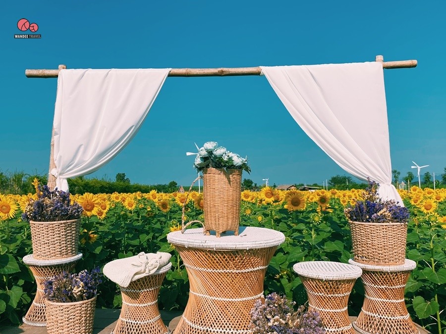 ทุ่งทานตะวัน บ้านไร่นายรุ่ง กาญจนบุรี จุดถ่ายรูปแห่งใหม่เปิดถึง 29 พ.ย.นี้