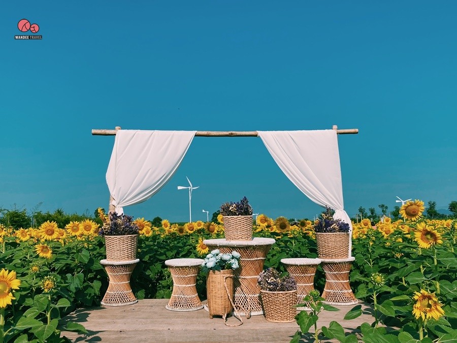 ทุ่งทานตะวัน บ้านไร่นายรุ่ง กาญจนบุรี จุดถ่ายรูปแห่งใหม่เปิดถึง 29 พ.ย.นี้