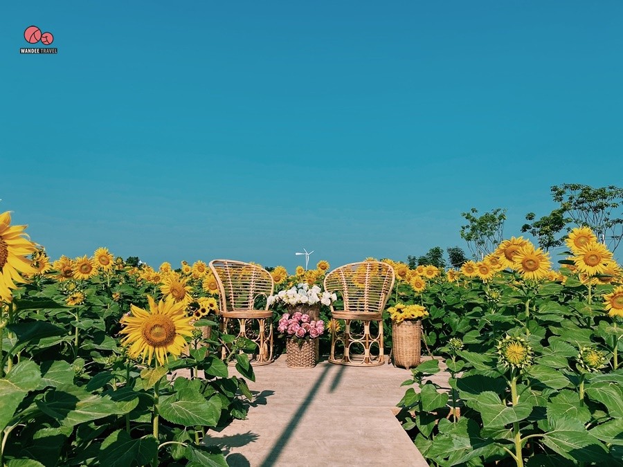 ทุ่งทานตะวัน บ้านไร่นายรุ่ง กาญจนบุรี จุดถ่ายรูปแห่งใหม่เปิดถึง 29 พ.ย.นี้