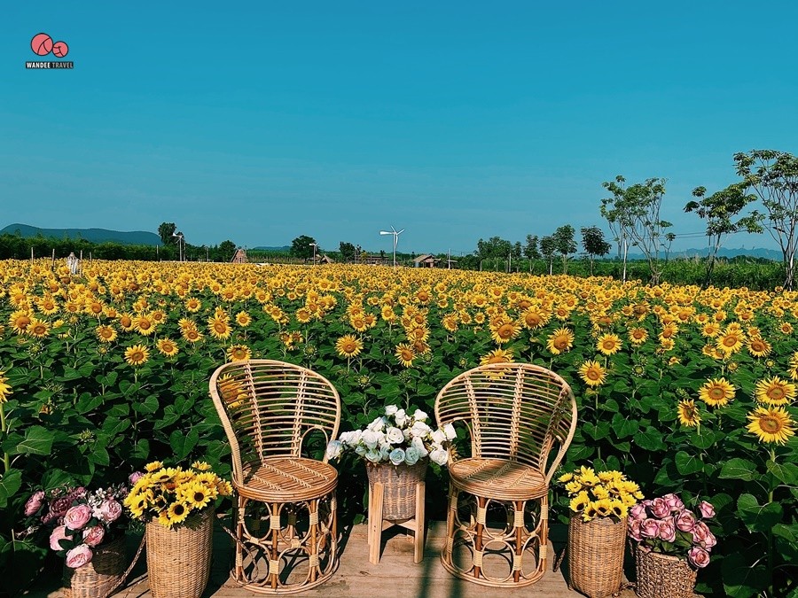 ทุ่งทานตะวัน บ้านไร่นายรุ่ง กาญจนบุรี จุดถ่ายรูปแห่งใหม่เปิดถึง 29 พ.ย.นี้