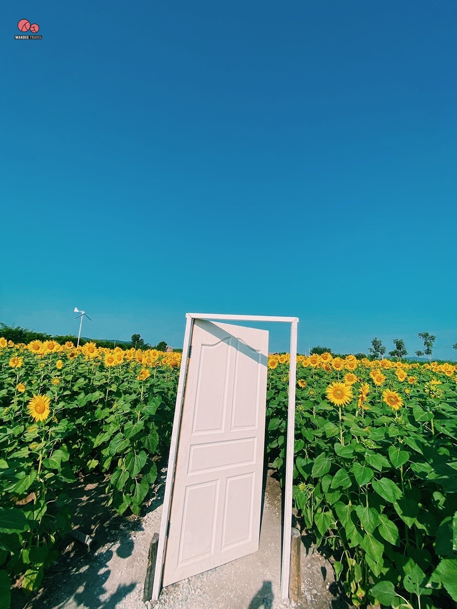 ทุ่งทานตะวัน บ้านไร่นายรุ่ง กาญจนบุรี จุดถ่ายรูปแห่งใหม่เปิดถึง 29 พ.ย.นี้