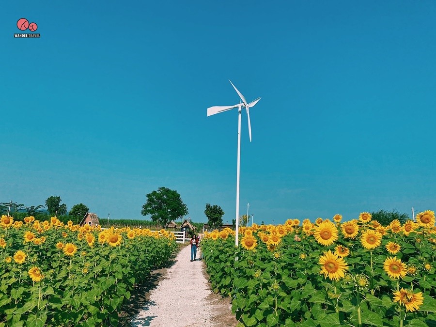 ทุ่งทานตะวัน บ้านไร่นายรุ่ง กาญจนบุรี จุดถ่ายรูปแห่งใหม่เปิดถึง 29 พ.ย.นี้