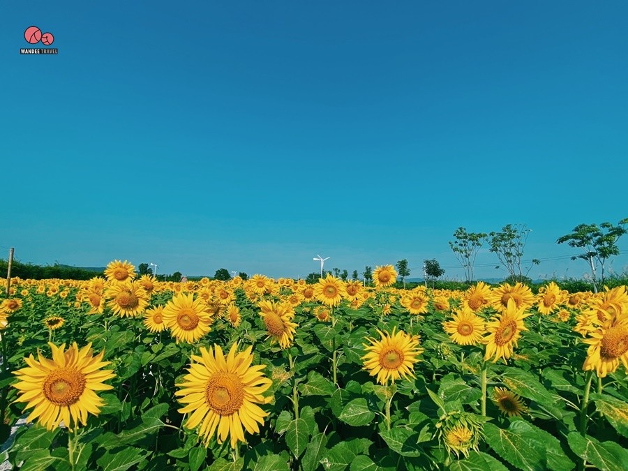 ทุ่งทานตะวัน บ้านไร่นายรุ่ง กาญจนบุรี จุดถ่ายรูปแห่งใหม่เปิดถึง 29 พ.ย.นี้