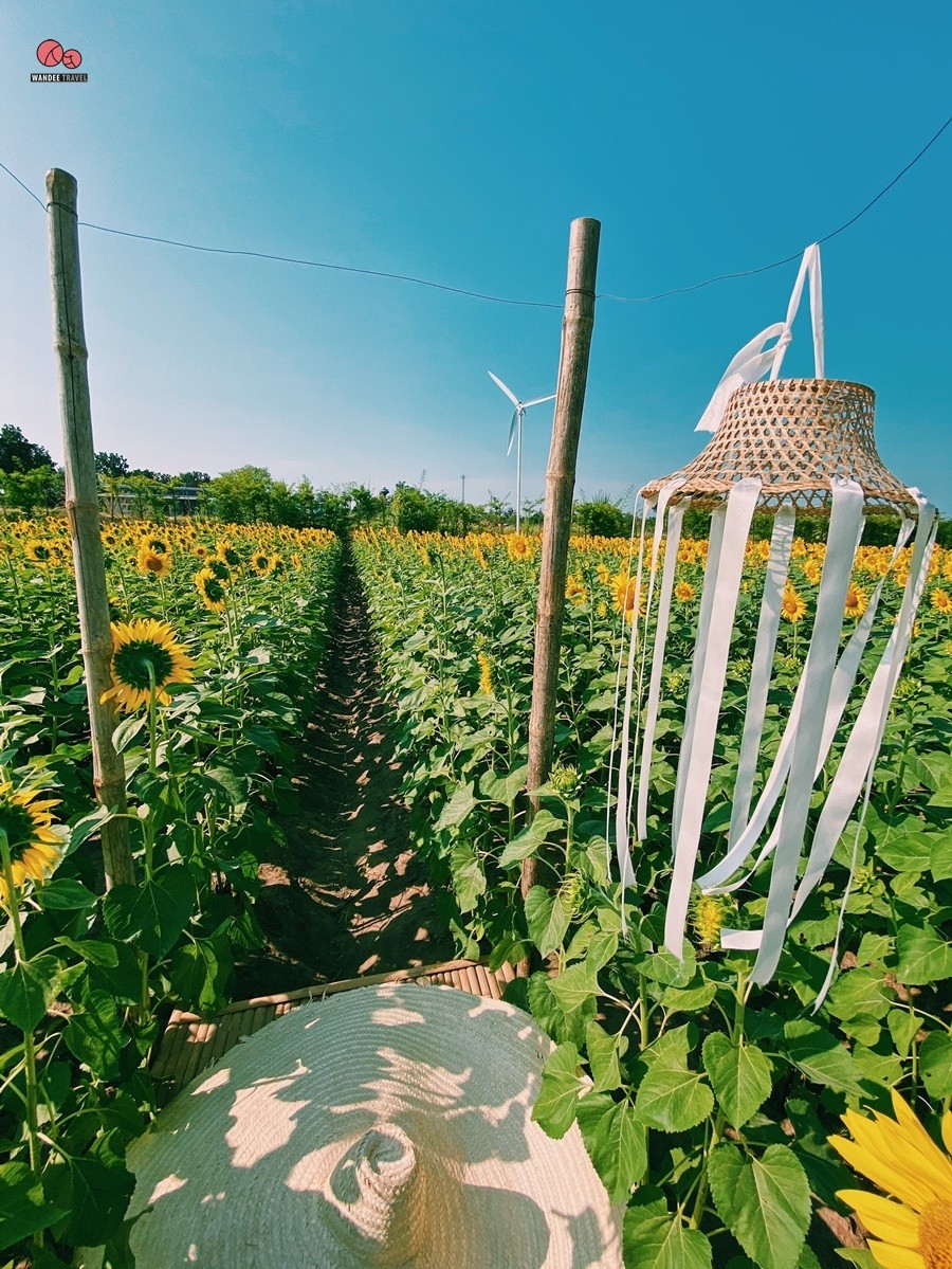 ทุ่งทานตะวัน บ้านไร่นายรุ่ง กาญจนบุรี จุดถ่ายรูปแห่งใหม่เปิดถึง 29 พ.ย.นี้