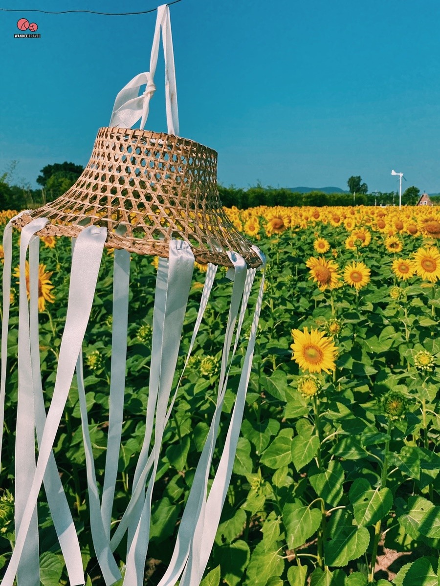 ทุ่งทานตะวัน บ้านไร่นายรุ่ง กาญจนบุรี จุดถ่ายรูปแห่งใหม่เปิดถึง 29 พ.ย.นี้