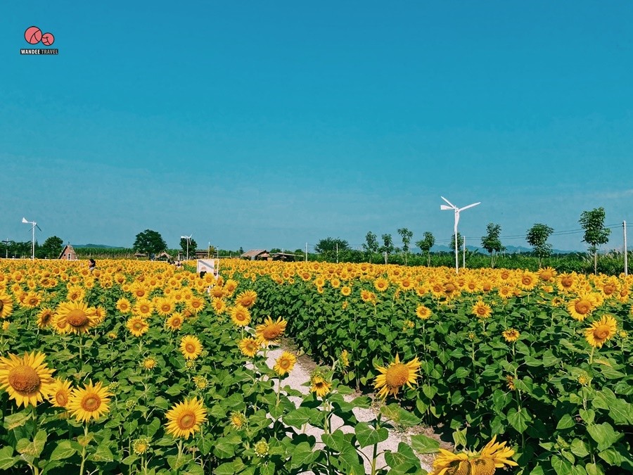 ทุ่งทานตะวัน บ้านไร่นายรุ่ง กาญจนบุรี จุดถ่ายรูปแห่งใหม่เปิดถึง 29 พ.ย.นี้