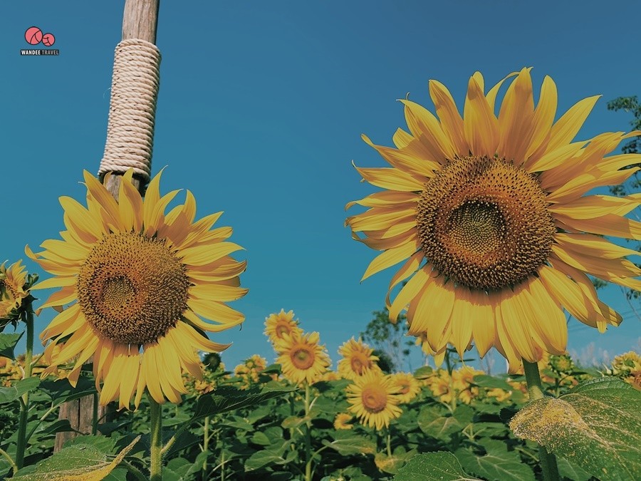 ทุ่งทานตะวัน บ้านไร่นายรุ่ง กาญจนบุรี จุดถ่ายรูปแห่งใหม่เปิดถึง 29 พ.ย.นี้