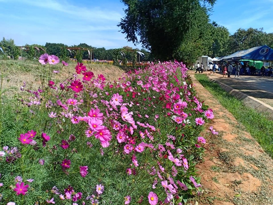 เข้าชมฟรี! งานเกษตร 100 ไร่ ราชภัฏโคราช 63  ชมความงามสวนดอกไม้ขนาดใหญ่