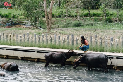Kanna Cafe By The Fields สัมผัสวิถีธรรมชาติและความน่ารักน้องควาย