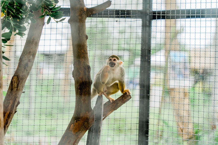 เข้าชมฟรี! Mini Zoo ธัญบุรี สวนสัตว์ จ.ปทุมธานี มีสัตว์ 7 ชนิด 