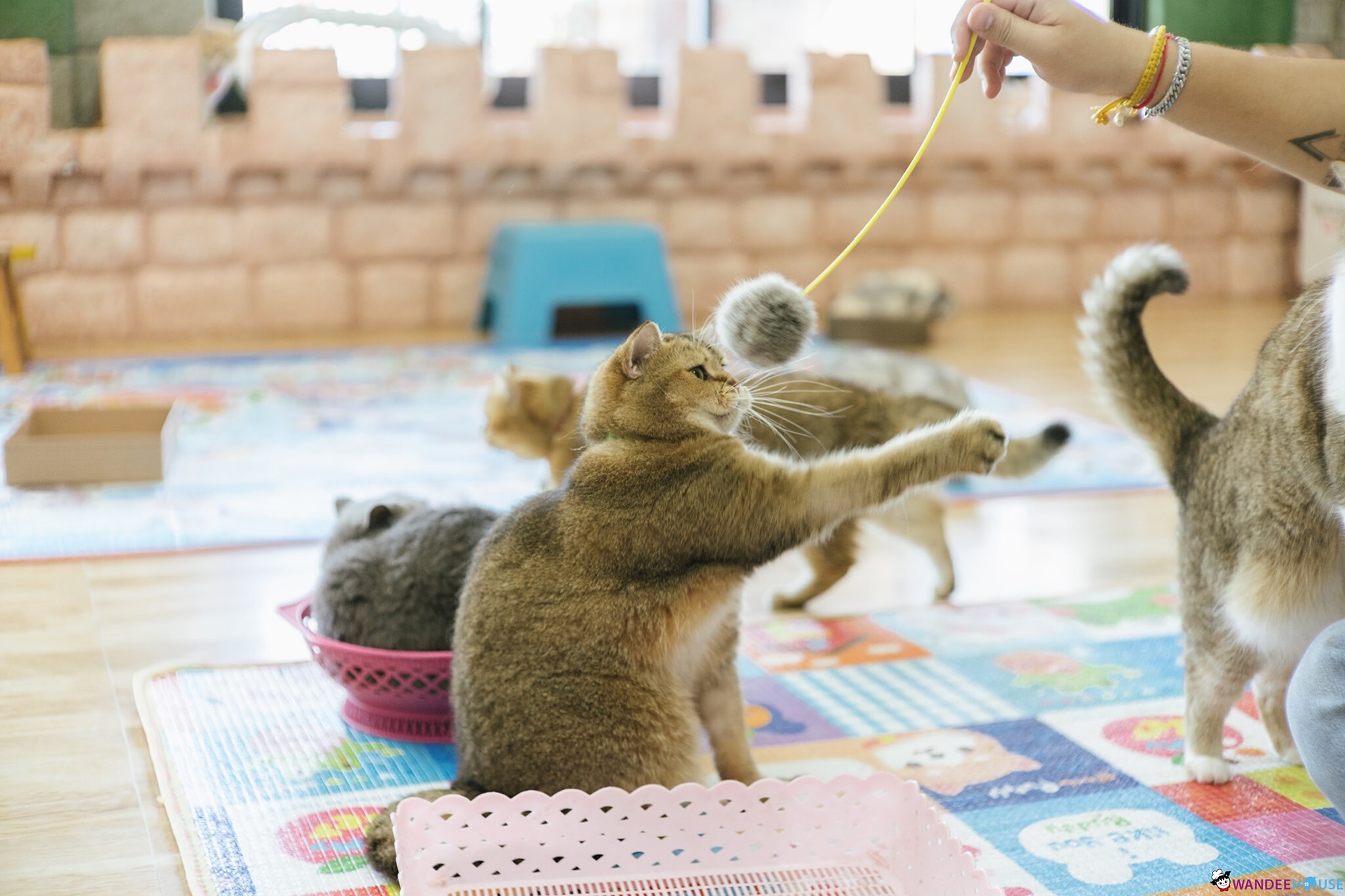 Play With Cat Cafe @นครปฐม คาเฟ่น้องเหมียว โดนใจทาสแมว