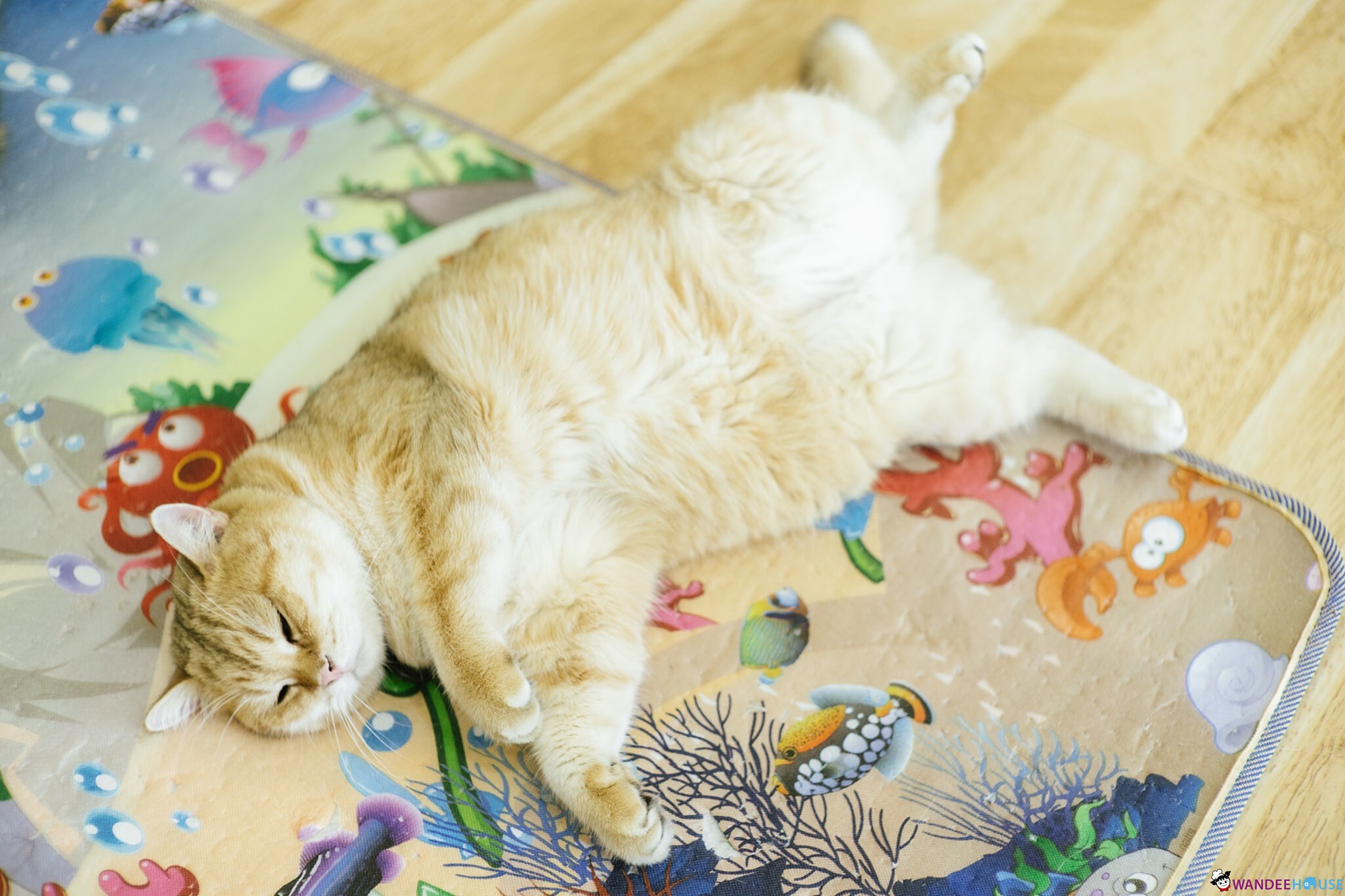 Play With Cat Cafe @นครปฐม คาเฟ่น้องเหมียว โดนใจทาสแมว