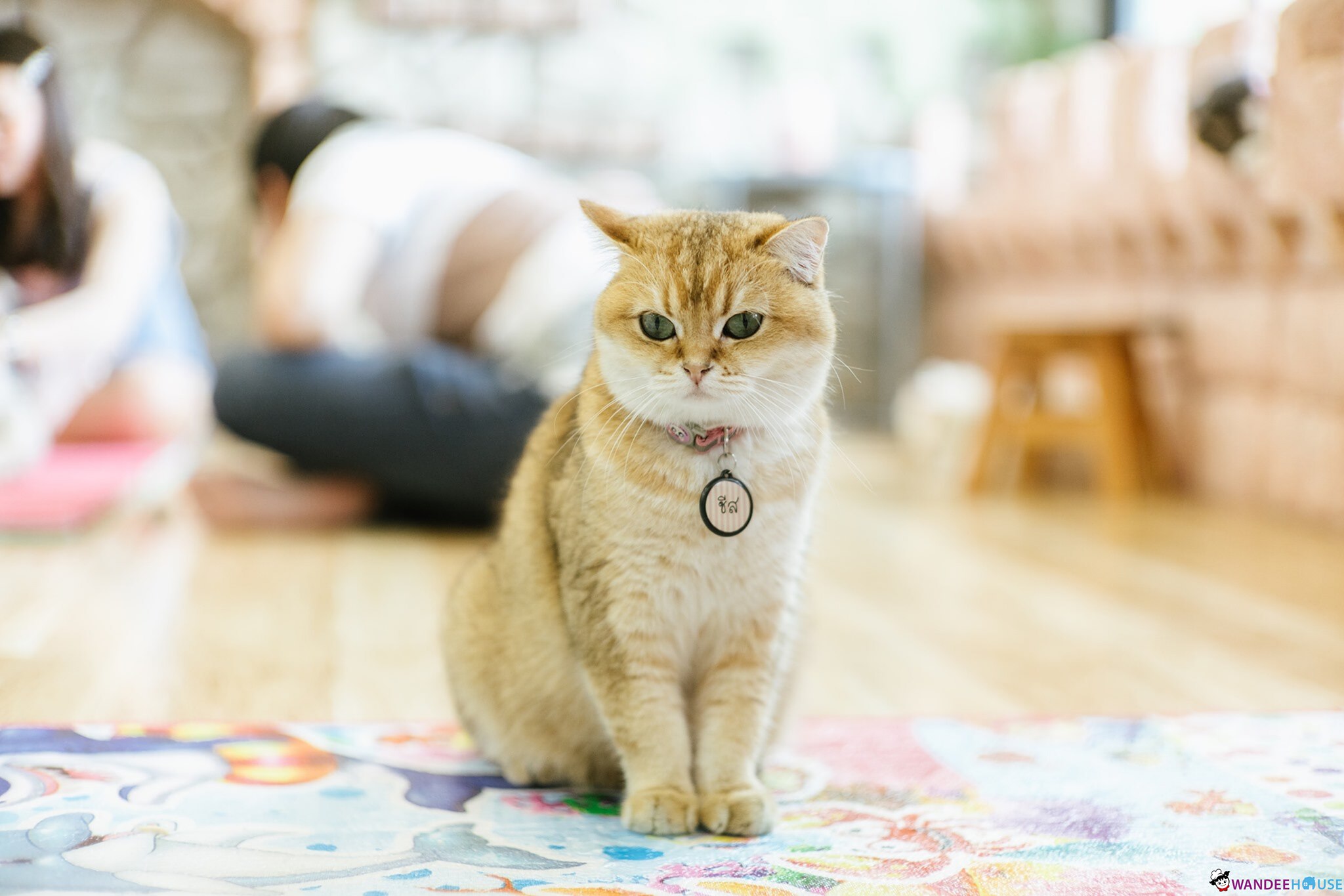 Play With Cat Cafe @นครปฐม คาเฟ่น้องเหมียว โดนใจทาสแมว