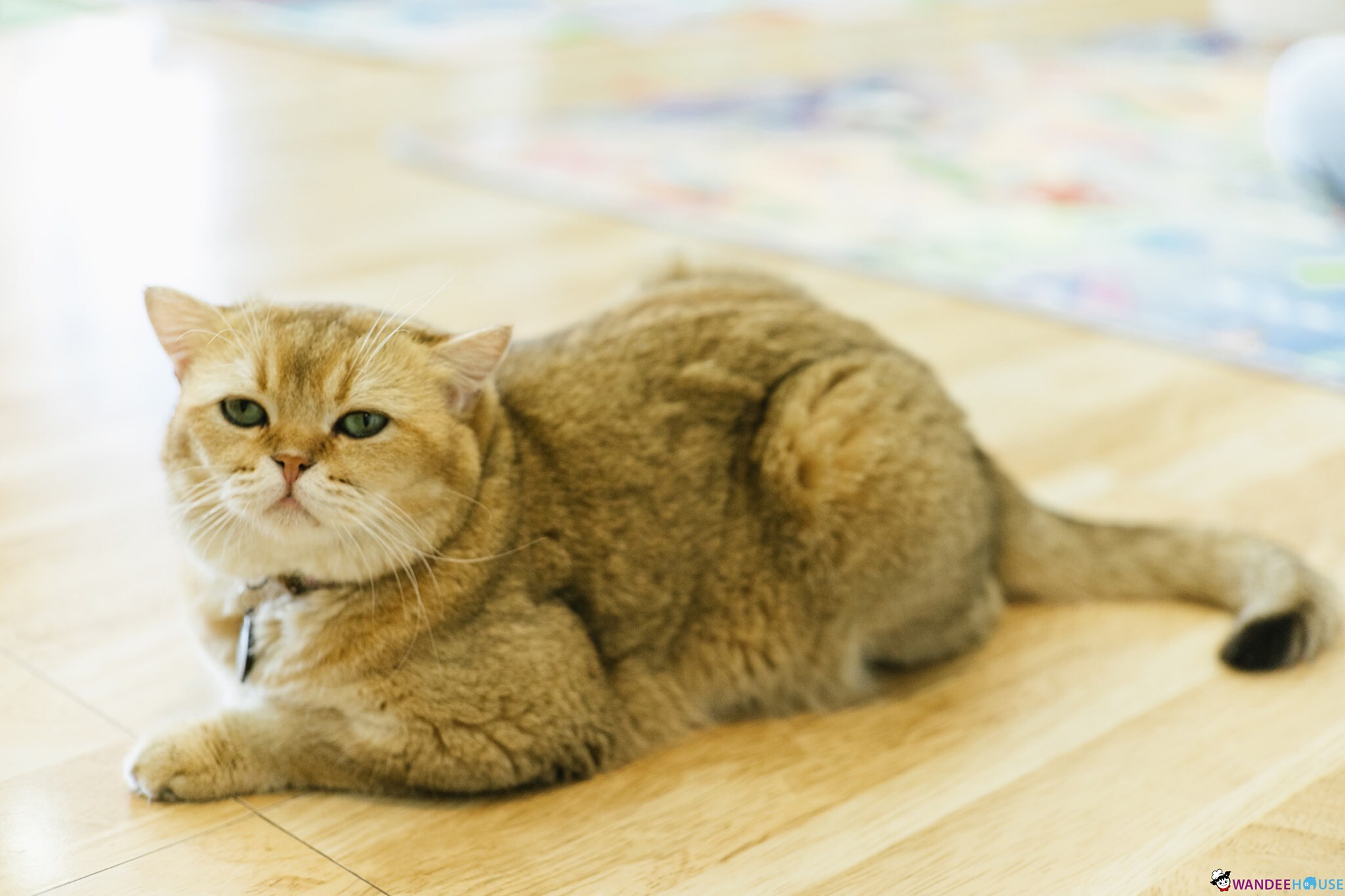 Play With Cat Cafe @นครปฐม คาเฟ่น้องเหมียว โดนใจทาสแมว
