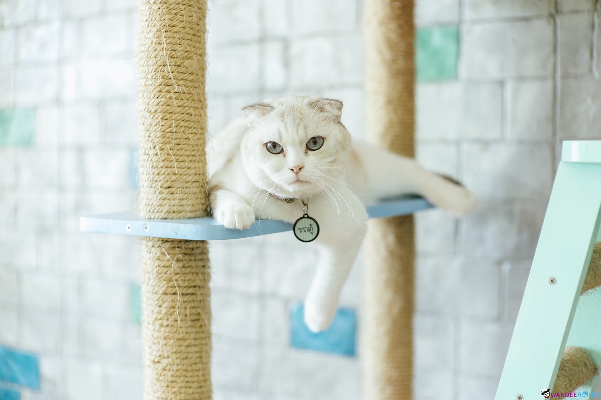 Play With Cat Cafe @นครปฐม คาเฟ่น้องเหมียว โดนใจทาสแมว