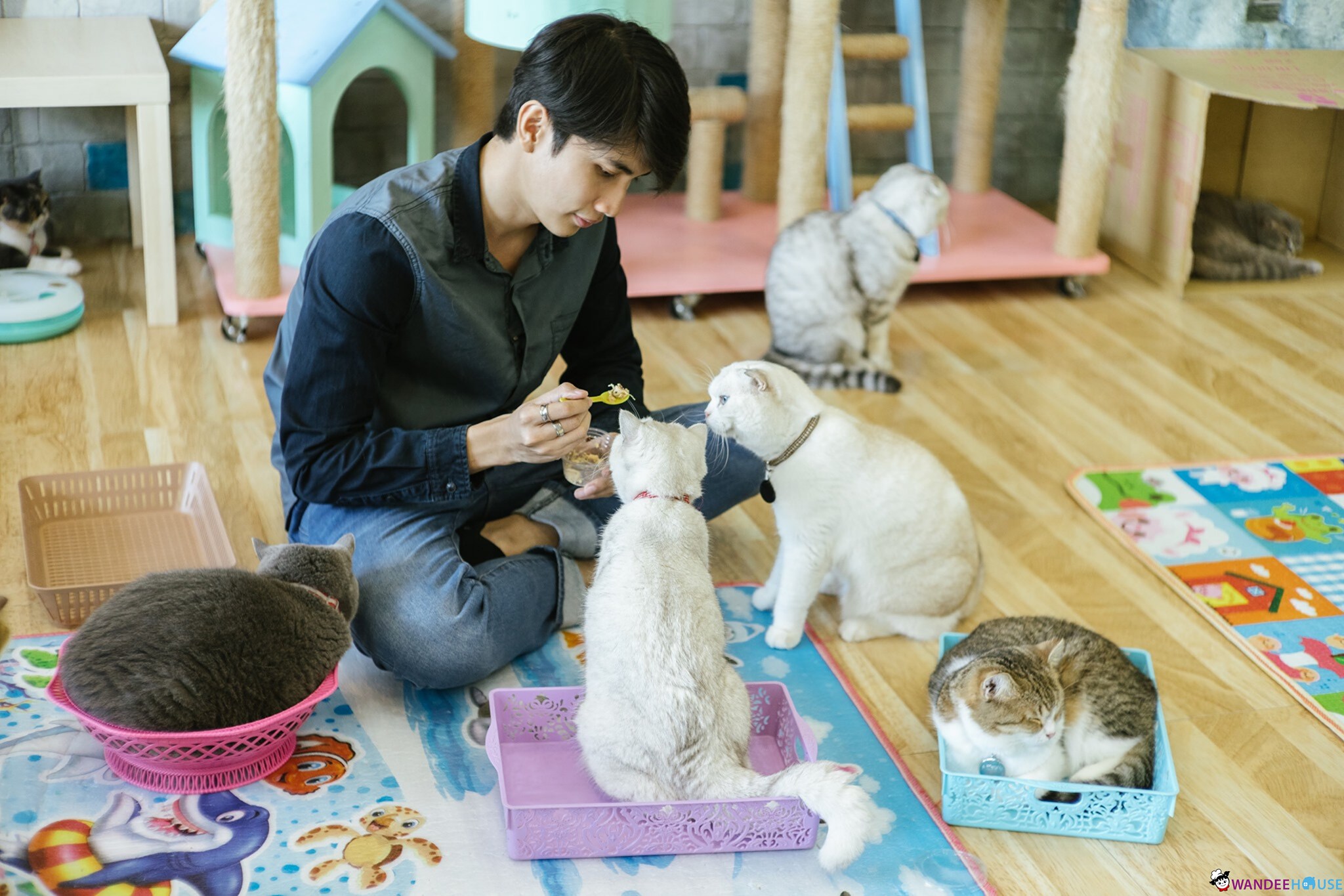Play With Cat Cafe @นครปฐม คาเฟ่น้องเหมียว โดนใจทาสแมว