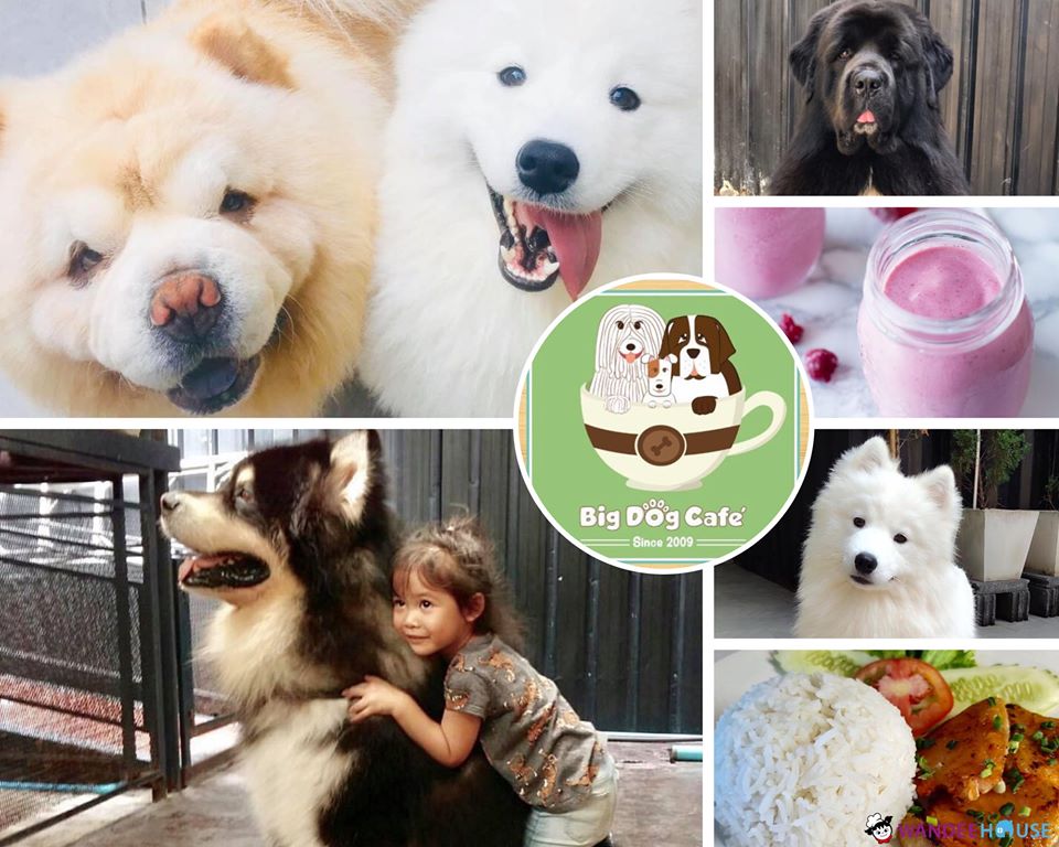 รวม 10 คาแฟ่หมาแมว อัปเดต 2020 น่ารักขนาดนี้..ไม่ไปไม่ได้แล้ว